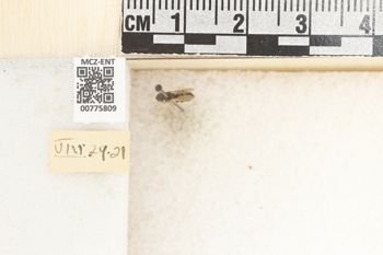 Media type: image;   Entomology 775809 Aspect: Labels